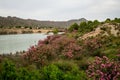 Oleanders in bloom in the Embalse del Mayes in Murcia. Spain Royalty Free Stock Photo