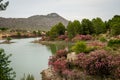 Oleanders in bloom in the Embalse del Mayes in Murcia. Spain Royalty Free Stock Photo