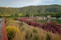 Oleanders in bloom in the Embalse del Mayes in Murcia. Spain Royalty Free Stock Photo