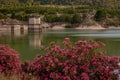 Oleanders in bloom in the Embalse del Mayes in Murcia. Spain Royalty Free Stock Photo