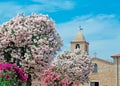 Oleanders by the church