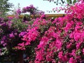 Oleanders - Crete