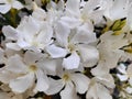 Oleanders flowers.