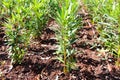 Oleanders planted in rows