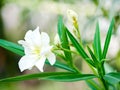 Oleanders, a poisonous evergreen Old World shrub that is widely grown in warm countries for its clusters of white flowers