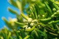 Oleaster shrub with olive like fruit