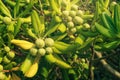 Oleaster shrub with olive like fruit