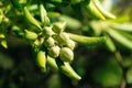 Oleaster shrub with olive like fruit