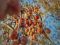 Oleaster tree branch with a bunch of wild berries. Elaeagnus angustifolia closeup natural healthy fruits ripening in late autumn. Royalty Free Stock Photo