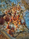 Oleaster tree branch with a bunch of wild berries. Elaeagnus angustifolia closeup natural healthy fruits ripening in late autumn. Royalty Free Stock Photo