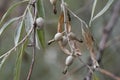 oleaster tree with ripe olives on branch closeup Royalty Free Stock Photo