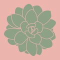 Hand drawn succulent plant. Pattern. Doodle sketch vector illustration. Simple flower icon. Royalty Free Stock Photo