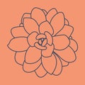 Succulent doodle pattern. Desert flower sketch. Succulent line art background. Outline drawing plant.