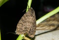 Olepa Moth