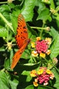 Oleta Orange Butterfly