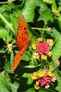 Oleta Orange Butterfly Royalty Free Stock Photo