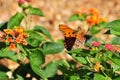 Oleta Orange Butterfly Royalty Free Stock Photo