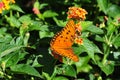 Oleta Orange Butterfly Royalty Free Stock Photo