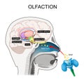 olfaction. Olfactory nerves. Cross section of the brain