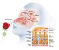 Olfaction, sense of smell, woman with rose, medically 3D illustration