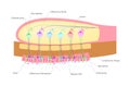 Olfactory bulb organ of smell / nerve cells in nose / vector Royalty Free Stock Photo