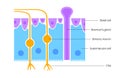 Olfactory epithelium anatomy