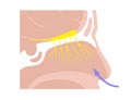 Olfactory nerve anatomy Royalty Free Stock Photo