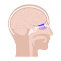 Olfactory nerve anatomy