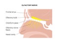 Olfactory nerve anatomy Royalty Free Stock Photo