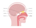 Olfactory nerve anatomy