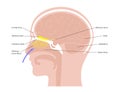 Olfactory nerve anatomy