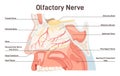 Olfactory nerve anatoy. Human nasal cavity structure. Olfactory bulb