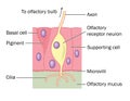 Olfactory nerve cell detail