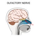 Olfactory nerve. location of the first cranial nerve