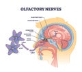 Olfactory nerves with sensory nose organs and sinus anatomy outline diagram Royalty Free Stock Photo
