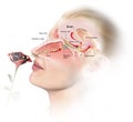 Olfactory sense, labeled, medically 3D illustration