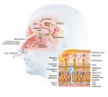 Olfactory sense, sense of smell, detailed illustration of the olfactory region, medically illustration