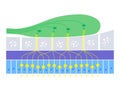 Olfactory system anatomy