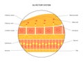 Olfactory system anatomy