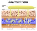 Olfactory System