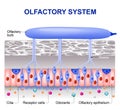 Olfactory system