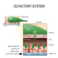 Olfactory system. Sense of smell. Human anatomy