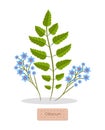 Olibanum Leaves and Flower Vector Illustration