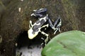 Olie Marie Dendrobates Poison Dart frog