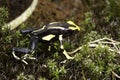 Olie Marie Dendrobates Poison Dart frog