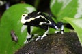 Olie Marie Dendrobates Poison Dart frog on a coconut hut
