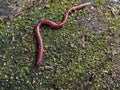 Oligochaeta earthworms are walking on the surface of the soil Royalty Free Stock Photo