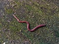 Oligochaeta earthworms are walking on the surface of the soil Royalty Free Stock Photo