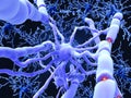 Oligodendrocyte forms insulating myelin sheaths around neuron ax