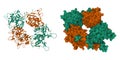 Oligomeric structure of the DUSP domain octamer of human USP15